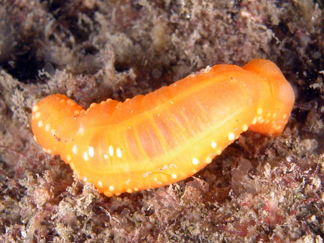 APODIDA