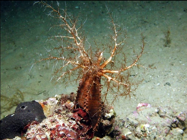 DENDROCHIROTIDA