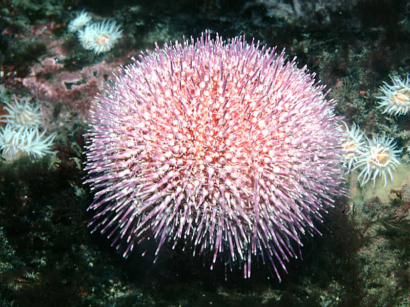ECHINOIDA