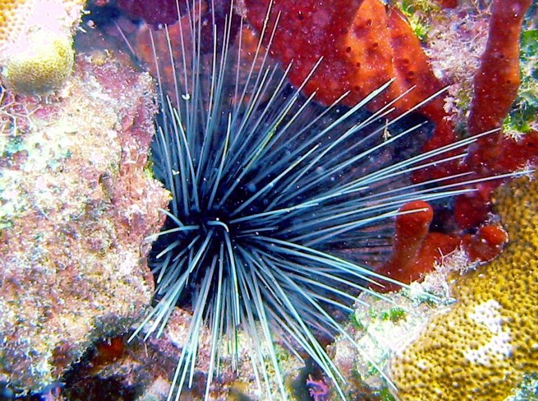 ECHINOTHUROIDA