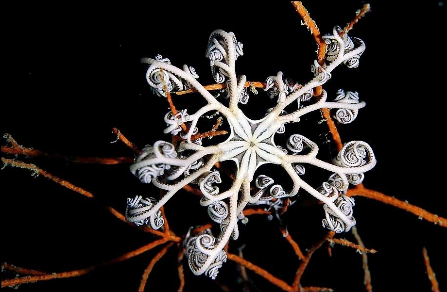 EURYALIDA