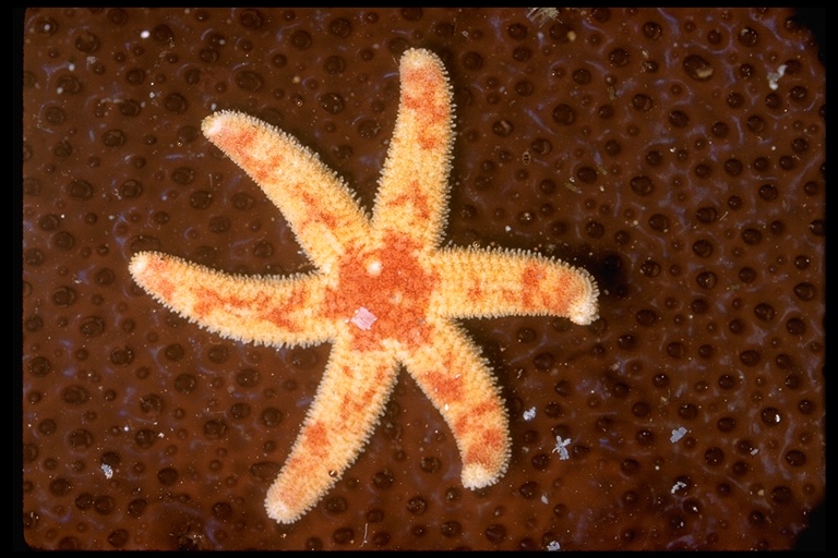 FORCIPULATIDA