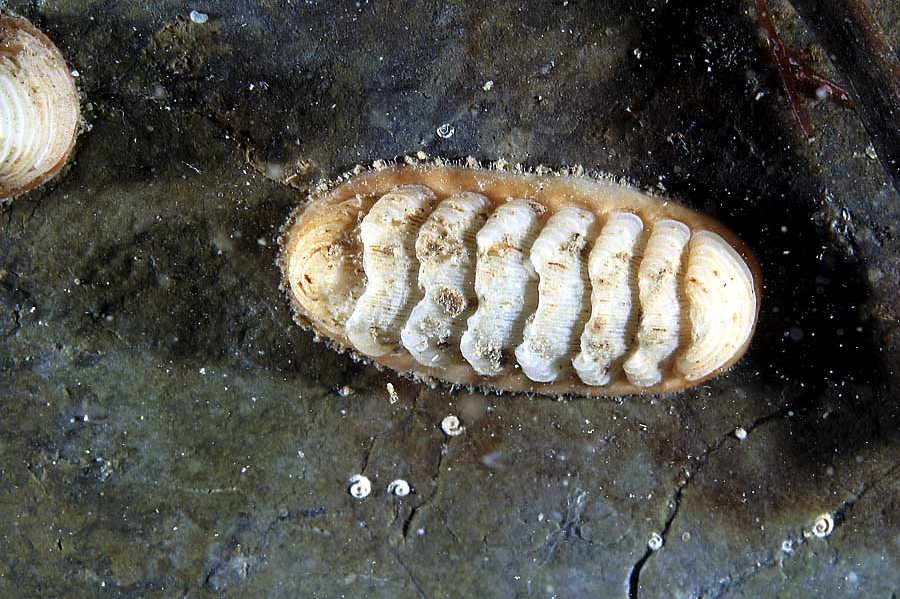 LEPIDOPLEURIDA