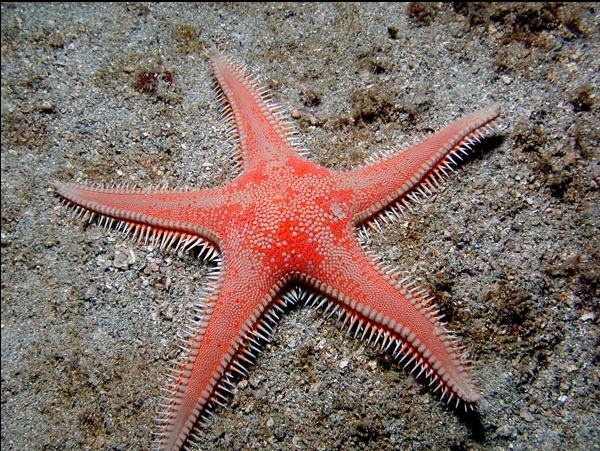 PAXILLOSIDA