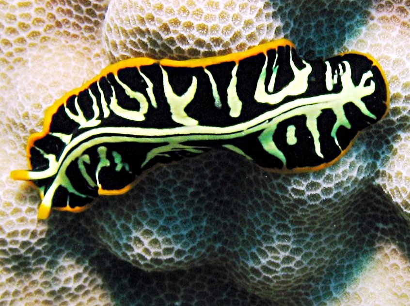 POLYCLADIDA