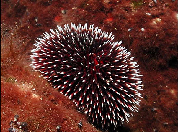 TEMNOPLEUROIDA